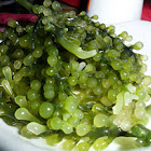 Lato Seaweed