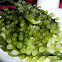Lato Seaweed