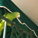 Amazon Parrot
