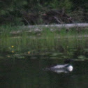 Common Loon