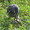 Green Heron (eating a frog)