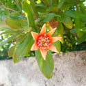 Pomegranate