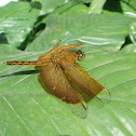 Copper Dragonfly