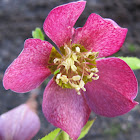 Hellebore