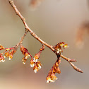 Elm flowers