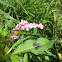 Persicaria maculosa