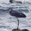 Western Reef Heron