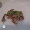 Horned Frog