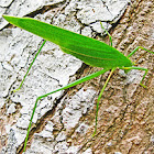 Unknown spotting