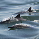 Common Dolphin