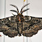 Oak Beauty Moth
