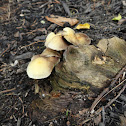 Mushroom
