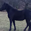 Pony