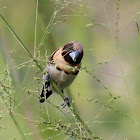 Chestnut-breasted Mannikin