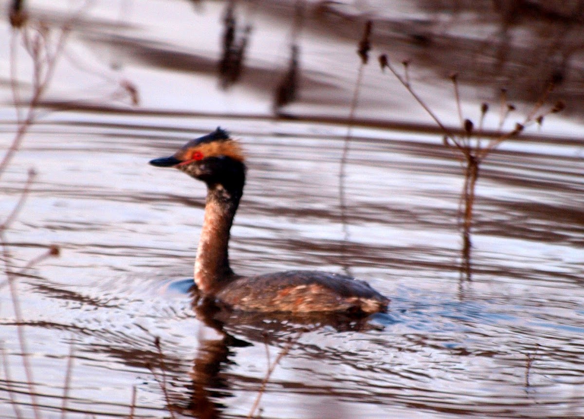 Horned Grebe