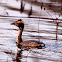Horned Grebe