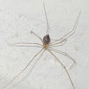 Cellar Spider