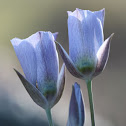Doubting Mariposa Lily/False Sego Lily