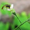 Hoverfly