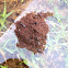 Fire ants