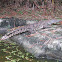 Crocodile