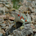 Great Basin Collared Lizard
