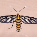 White antenna wasp moth
