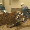Budgerigar,