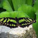 Malachite