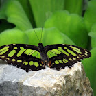 Malachite