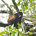 Mono Congo, Mono Aullador.