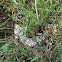 Bob tail lizard