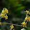 Oncidium