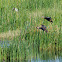 Pacific Black Duck