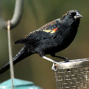 Red-winged blackbird
