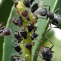 Brown Citrus Aphid