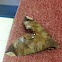 Fig sphinx