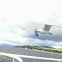 Common Gull