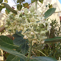 Calotropis (green)