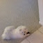 Miniature American Eskimo