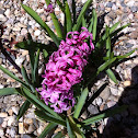 Hyacinth