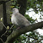 Eurasian Collared Dove