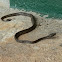 Corallus snake
