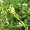 Katydid
