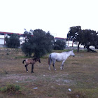 Horse