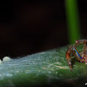 spider