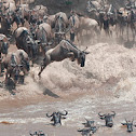 Blue Wildebeest