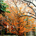 American Beech
