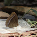 white line bush brown