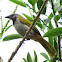 Buff-throated Saltator